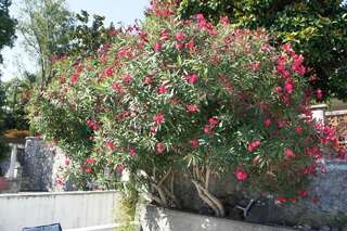 Апартаменты Apartmani Milosevic Херцег-Нови Апартаменты с видом на море-28